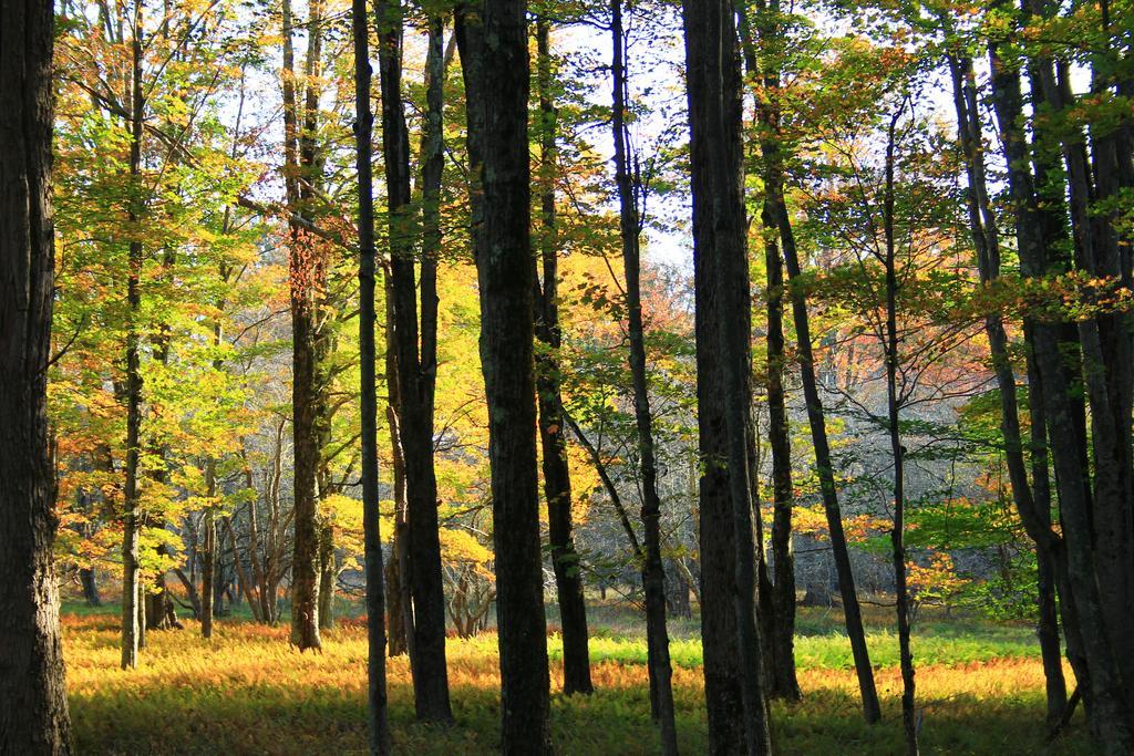 Canaan Valley Resort State Park Davis Zewnętrze zdjęcie