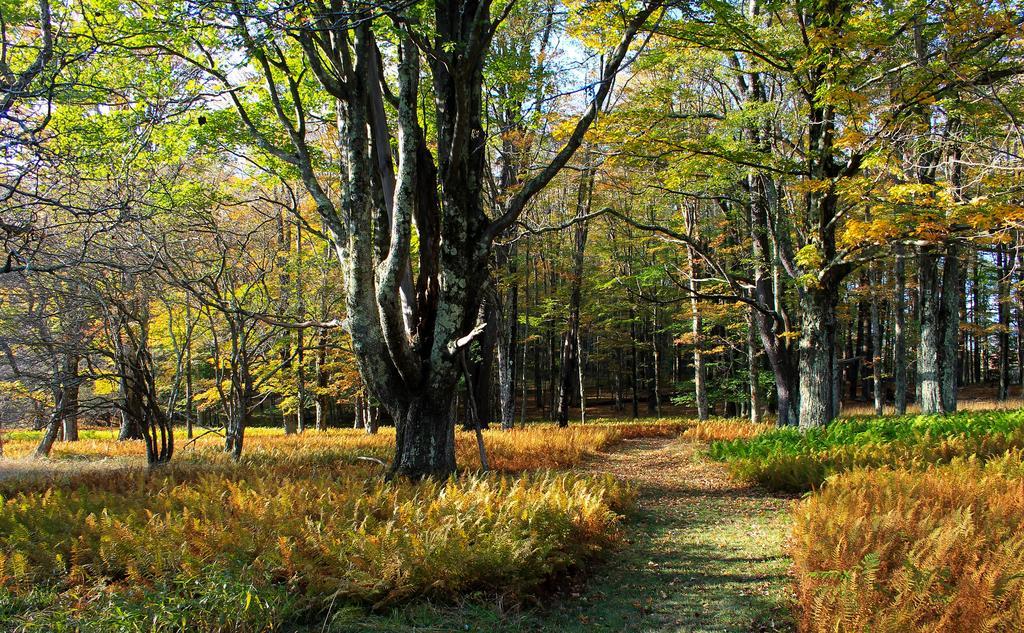 Canaan Valley Resort State Park Davis Zewnętrze zdjęcie